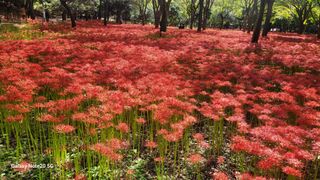 제주농부님의 고추 · 일상 작성글 사진