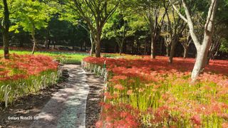 제주농부님의 고추 · 일상 작성글 사진