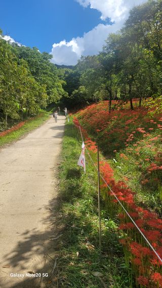 제주농부님의 고추 · 일상 작성글 사진