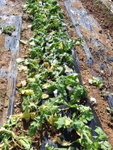 팜모닝 자유주제·자유게시판 게시글 이미지