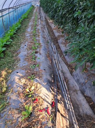 이인성님의 가을 농사계획 알려주세요🍁 · 참여글 작성글 사진