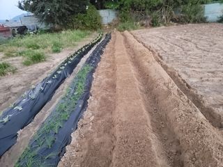 박영만님의 파 · 영농일지 작성글 사진