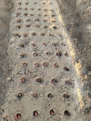 박영만님의 파 · 영농일지 작성글 사진