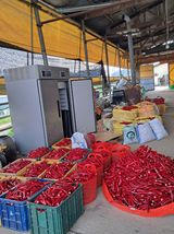 팜모닝 고추·수확 게시글 이미지