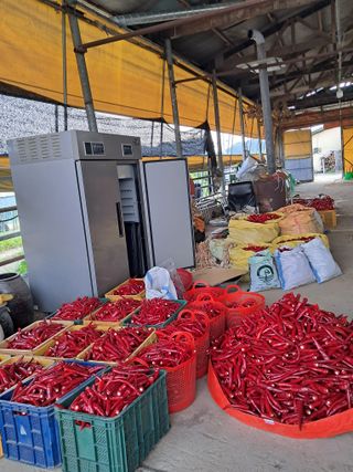 안성농부님의 고추 · 수확 작성글 사진