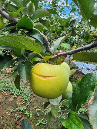 김영옥님의 자유주제 · 자유게시판 작성글 사진
