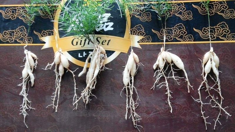 이창신님의 장터 판매 상품 [천문동모종3년생40주] 첨부 사진