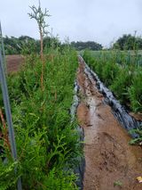 팜모닝 자유주제·자유게시판 게시글 이미지