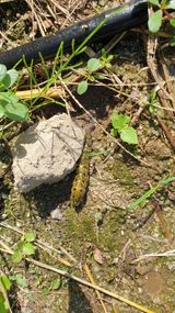 팜모닝 배추·병해충상담 게시글 이미지