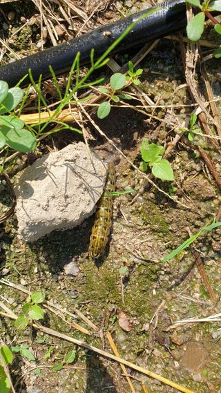 박상권님의 배추 · 병해충상담 작성글 사진