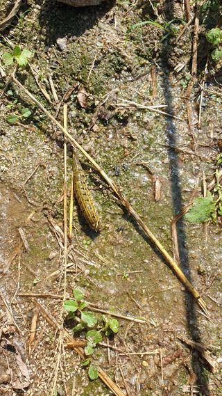 박상권님의 배추 · 병해충상담 작성글 사진