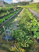 팜모닝 고추·영농일지 게시글 이미지