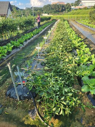 장재갑님의 고추 · 영농일지 작성글 사진