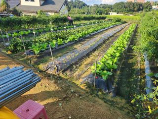 장재갑님의 고추 · 영농일지 작성글 사진