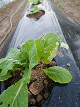 팜모닝 배추·병해충상담 게시글 이미지