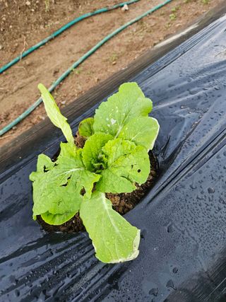 김인수님의 배추 · 병해충상담 작성글 사진