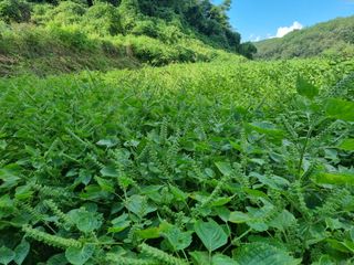 전성환님의 들깨 · 자유게시판 작성글 사진