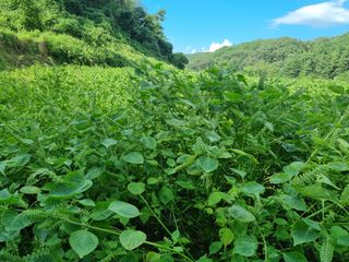 전성환님의 들깨 · 자유게시판 작성글 사진
