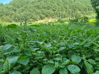 전성환님의 들깨 · 자유게시판 작성글 사진