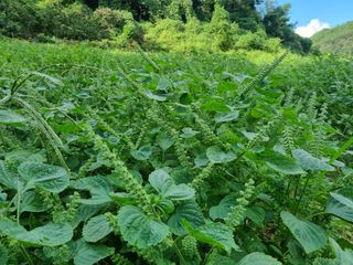 전성환님의 들깨 · 자유게시판 작성글 사진