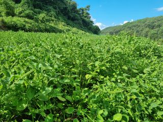 전성환님의 들깨 · 자유게시판 작성글 사진