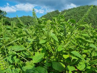 전성환님의 들깨 · 자유게시판 작성글 사진