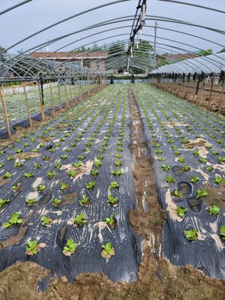 빛그린 김용화님의 가을 농사계획 알려주세요🍁 · 참여글 작성글 사진