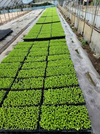 빛그린 김용화님의 가을 농사계획 알려주세요🍁 · 참여글 작성글 사진