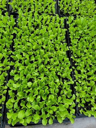 빛그린 김용화님의 가을 농사계획 알려주세요🍁 · 참여글 작성글 사진