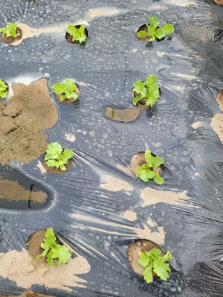 빛그린 김용화님의 가을 농사계획 알려주세요🍁 · 참여글 작성글 사진