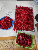 팜모닝 윷놀이 끝! 어떠셨나요?·참여글 게시글 이미지