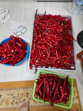 김보리님의 윷놀이 끝! 어떠셨나요? · 참여글 작성글 사진