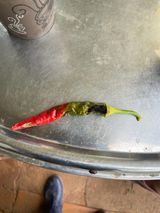 팜모닝 고추·병해충상담 게시글 이미지