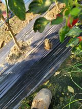 팜모닝 윷놀이 끝! 어떠셨나요?·참여글 게시글 이미지