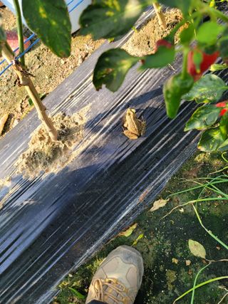 야목님의 윷놀이 끝! 어떠셨나요? · 참여글 작성글 사진