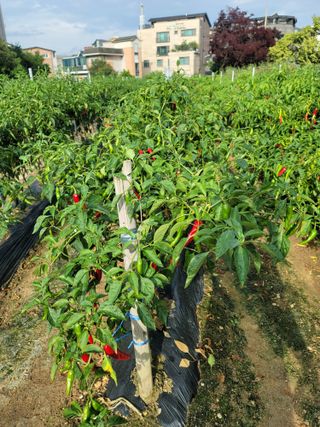 야목님의 윷놀이 끝! 어떠셨나요? · 참여글 작성글 사진