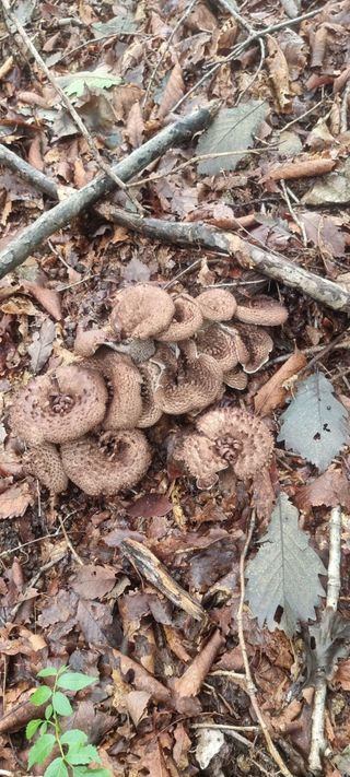 김길성님의 윷놀이 끝! 어떠셨나요? · 참여글 작성글 사진