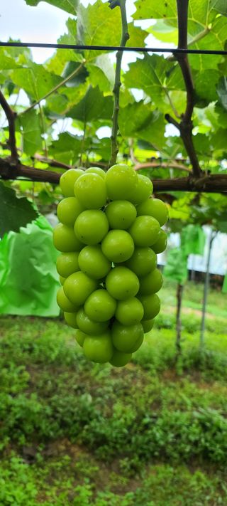 최병일님의 윷놀이 끝! 어떠셨나요? · 참여글 작성글 사진