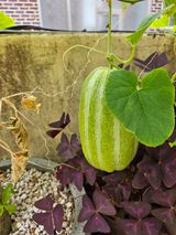 팜모닝 고구마·자유게시판 게시글 이미지