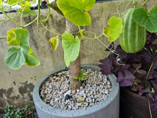 조순귀창원성산구사파님의 고구마 · 자유게시판 작성글 사진