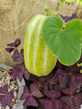 조순귀창원성산구사파님의 고구마 · 자유게시판 작성글 사진
