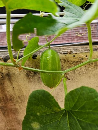 조순귀창원성산구사파님의 고구마 · 자유게시판 작성글 사진