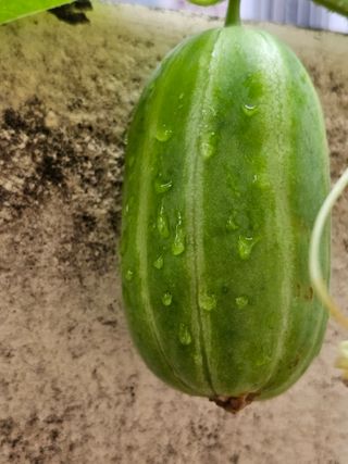 조순귀창원성산구사파님의 고구마 · 자유게시판 작성글 사진