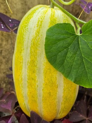 조순귀창원성산구사파님의 고구마 · 자유게시판 작성글 사진