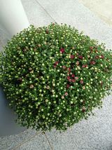 팜모닝 윷놀이 끝! 어떠셨나요?·참여글 게시글 이미지