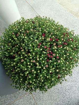 879412님의 윷놀이 끝! 어떠셨나요? · 참여글 작성글 사진