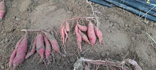 장준재님의 고구마 · 자유게시판 작성글 사진