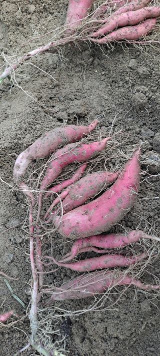 장준재님의 고구마 · 자유게시판 작성글 사진