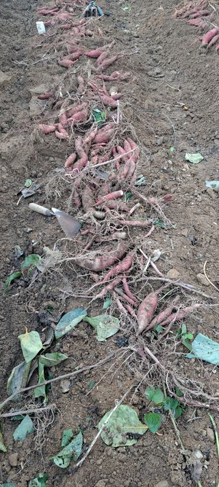 장준재님의 고구마 · 자유게시판 작성글 사진