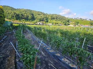 가을남남자님의 윷놀이 끝! 어떠셨나요? · 참여글 작성글 사진